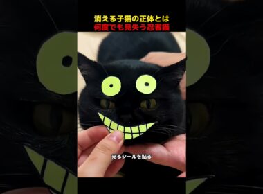 消える子猫の正体とは、何度でも見失う忍者猫！#shorts   #動物 #ペット