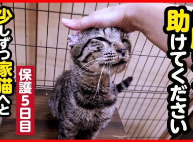 【緊急保護】助けを求め現れた猫が少しずつ家猫へと変わっていく…