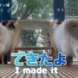 バーマン猫ラフとウリとガブ【できたよ】I made it（バーマン猫）Birman/Cat