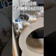 ハルのFIP闘病記 投薬治療終了! 経過観察262日目その2 #shorts #猫 #子猫