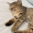 縁起よさそうな顔で眠る子猫