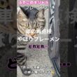 車の再点検 フレーメンリターン ふたごのキジトラ#80smusic #猫のいる暮らし #かしわねこ #保護猫 #猫散歩