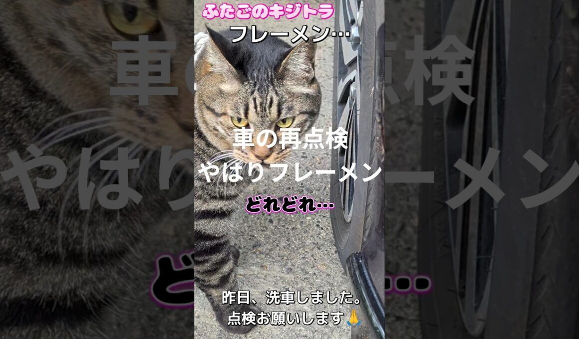 車の再点検 フレーメンリターン ふたごのキジトラ#80smusic #猫のいる暮らし #かしわねこ #保護猫 #猫散歩