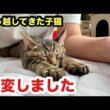 引っ越してきた子猫が激変しました！
