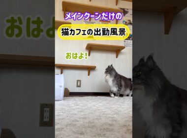 20260719メインクーンだけの【猫カフェの出勤風景】#cat #cooncat #mainecat #もふもふ