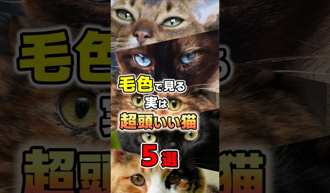 毛色で分かる？賢い性格の猫5選 #猫雑学 #猫 #ねこもよ