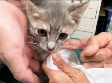 先生も驚いた脳炎の子猫の回復。検査結果をお伝えします