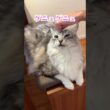 ブラッシングが好きな大型猫の頭に毛玉を乗せる#shorts