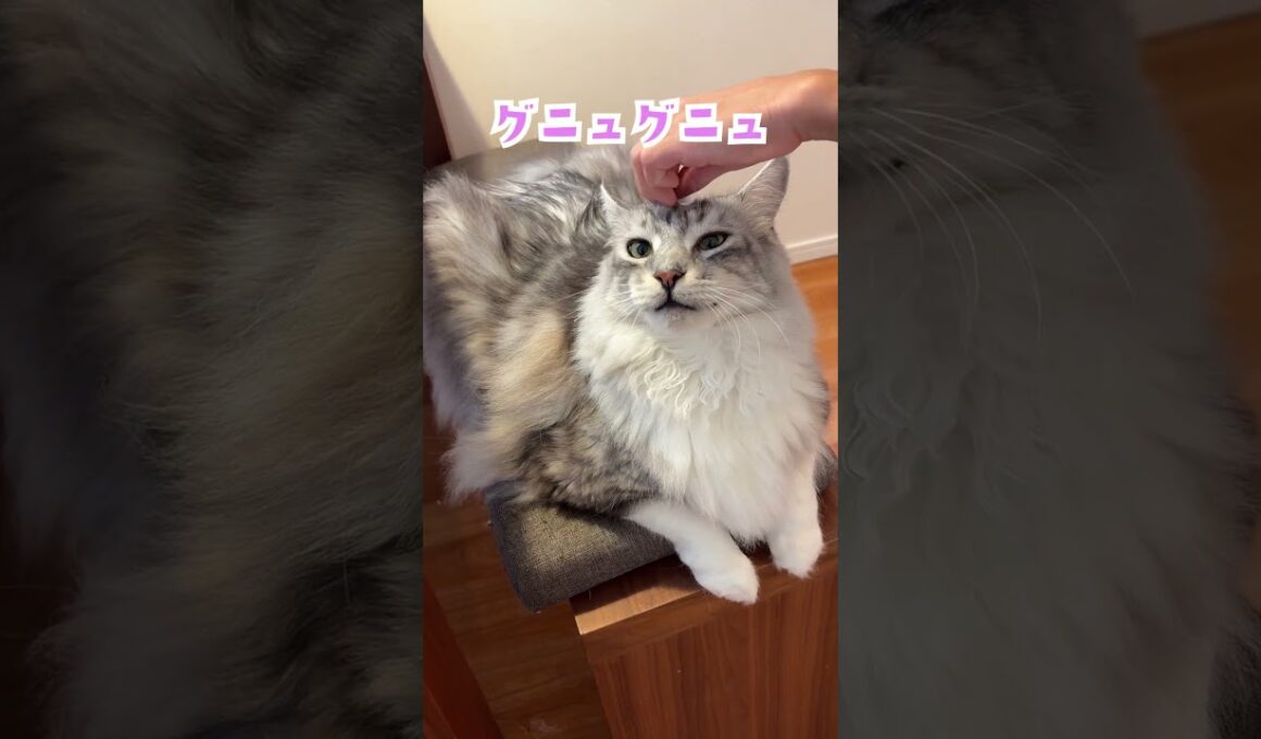ブラッシングが好きな大型猫の頭に毛玉を乗せる#shorts