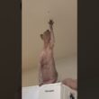 蜘蛛を触りたい猫スルタン【スフィンクス】