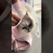 ペルシャの泡ちゃんが来てくれました　京都市南区　petsalon_Me