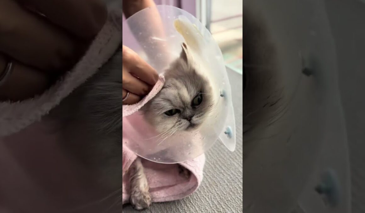 ペルシャの泡ちゃんが来てくれました　京都市南区　petsalon_Me
