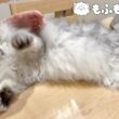 不機嫌な猫をブラッシングしたら予想外の行動に！ 【サイベリアン】
