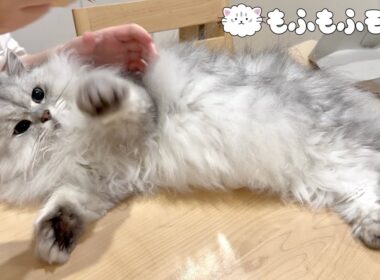 不機嫌な猫をブラッシングしたら予想外の行動に！ 【サイベリアン】