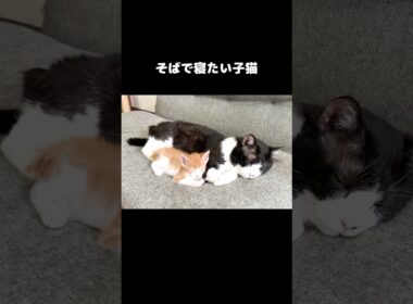 そばで寝たい子猫 #保護子猫