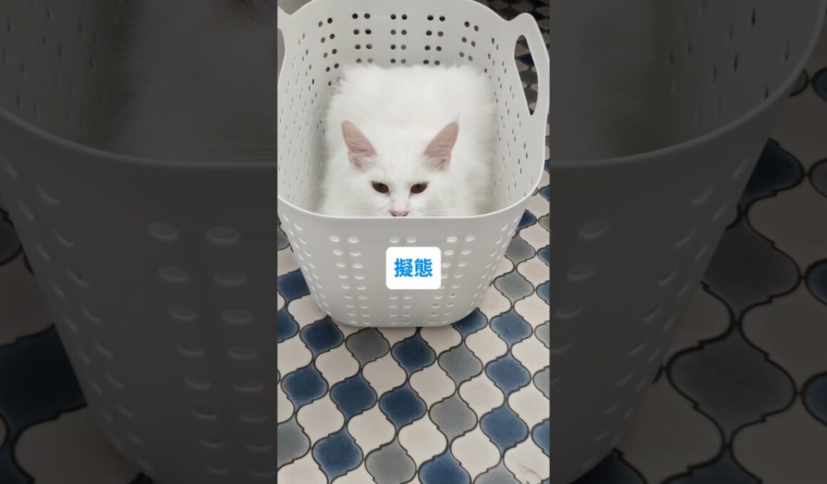 猫の擬態について #メインクーン #cat #猫のいる暮らし