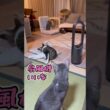 ニャン斗の拳46 ～絶妙に扇風機の前に立つ弟猫に嫉妬する兄猫～ #shorts #猫 #アビシニアン
