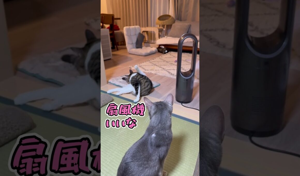 ニャン斗の拳46 ～絶妙に扇風機の前に立つ弟猫に嫉妬する兄猫～ #shorts #猫 #アビシニアン