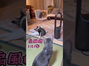 ニャン斗の拳46 ～絶妙に扇風機の前に立つ弟猫に嫉妬する兄猫～ #shorts #猫 #アビシニアン