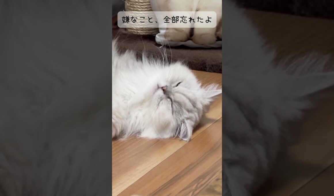 嫌なこと、全部忘れたよ #shorts  #ペルシャ猫#猫の寝顔