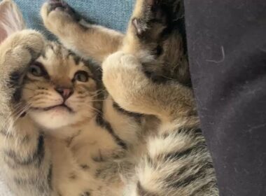 ずっと不思議な格好の子猫