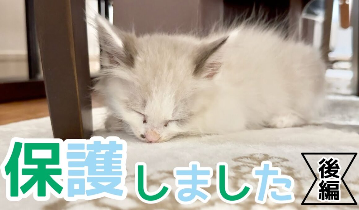 子猫を保護しました【後編】