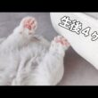 【ラグドール子猫】全人類を癒せてしまう動画がこちらです🐑✨️