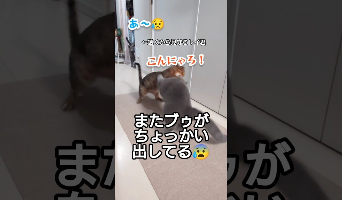 【レイ君は見た！ブゥのしたたかな攻撃！】#猫#かわいい#猫のいる暮らし