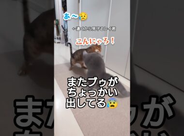 【レイ君は見た！ブゥのしたたかな攻撃！】#猫#かわいい#猫のいる暮らし
