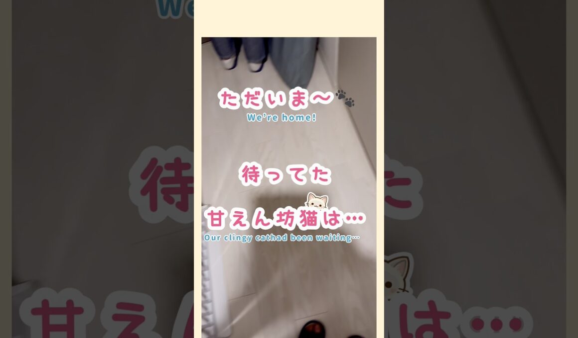 パパの足の間をスルッ…ママにジャンプ抱っこする甘えん坊猫🥹🐾