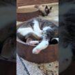 マネっこシャム猫🐱 - Copy Cats - #cat #shorts