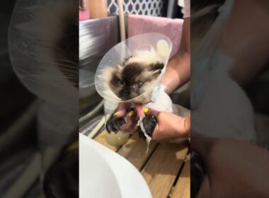 ヒマラヤンのふくちゃんが来てくれました　京都市南区　ペットサロンみぃ〜