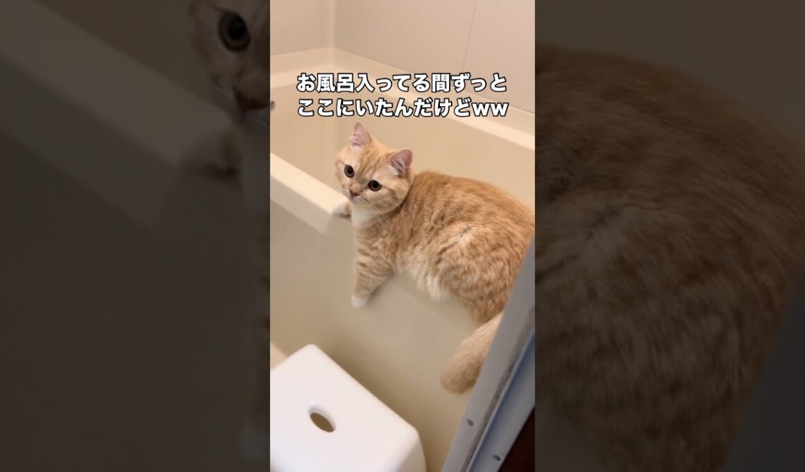 お風呂は嫌いなのに飼い主がお風呂に入ってる時は進んでお風呂場に来るマンチカン #マンチカン #猫 #短足マンチカン #shorts