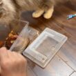 クワガタのエサ交換の時、必ず寄ってくる猫　サイベリアン