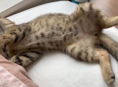 枕元に打ち上げられた子猫