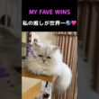【推ししか勝たん】ペルシャ猫ひめちゃんが世界一可愛い🐱🩷#shorts#ペルシャ猫 #猫 #猫動画 #猫ショート #可愛い猫 #癒し猫 #猫好き #猫のいる暮らし