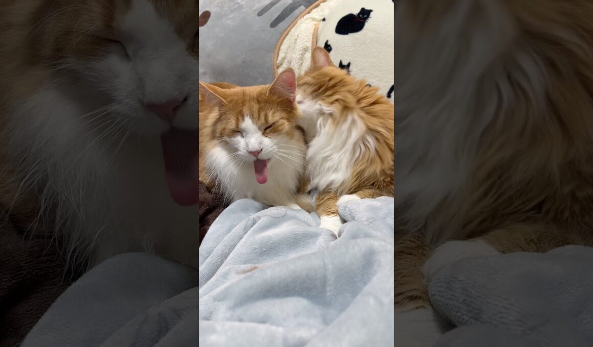 #allogrooming #ノルウェージャンフォレストキャット #メインクーン