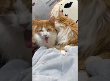 #allogrooming #ノルウェージャンフォレストキャット #メインクーン