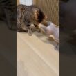 蜘蛛に興味津々の猫スルタンとリンク【スフィンクス ベンガル猫】