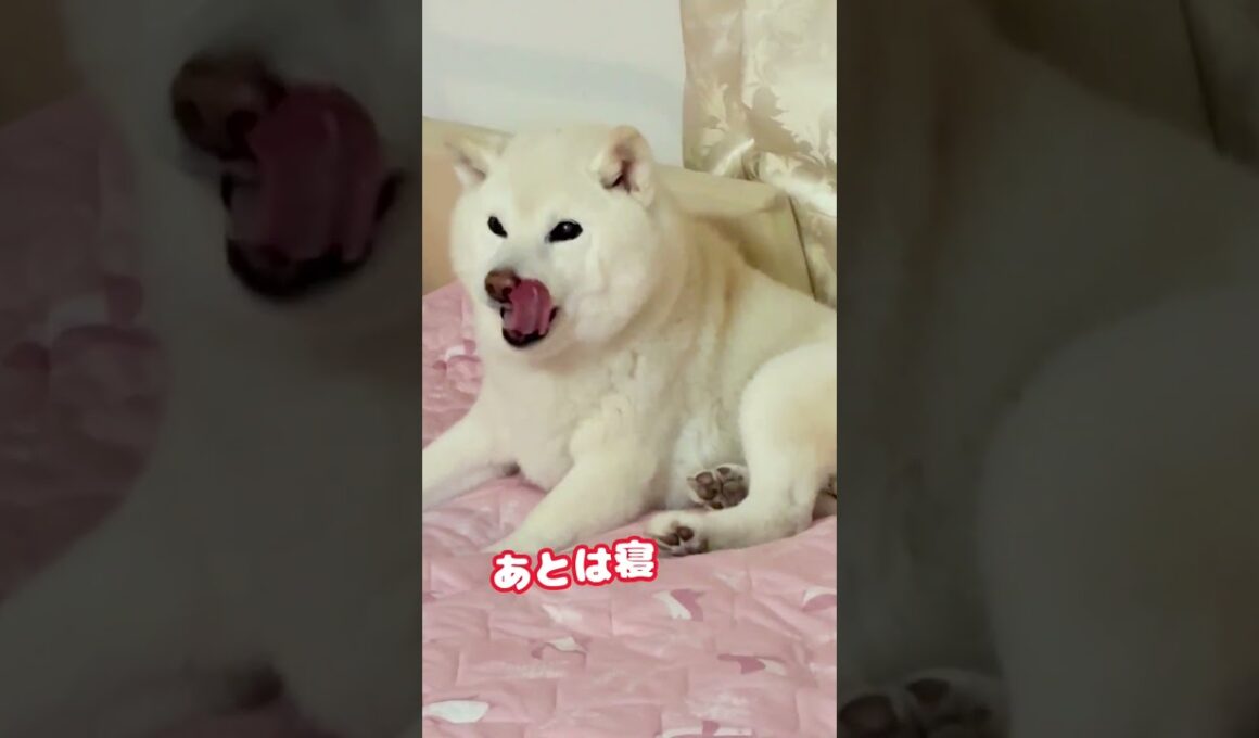17歳の白柴シャラ | 眠る前のスフィンクスポーズ🦁  "Shara 17-years White Shibainu | Ready for Bed… Like a Sphinx 🦁"