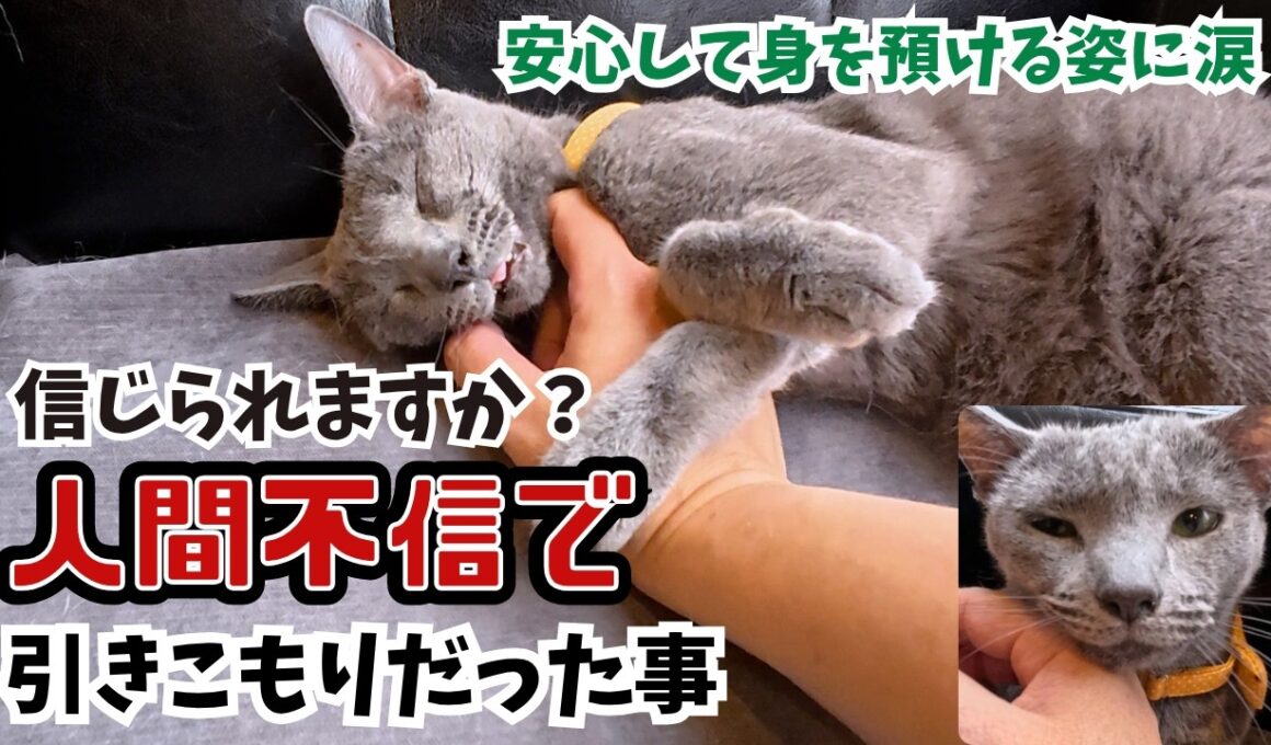 ブリーダー廃業から保護猫ロシアンブルー人間不信だった子がへそ天で甘える姿に涙（保護猫カフェ森のねこ舎）淡路ussian Blue: From Fear to Pure Love and Joy