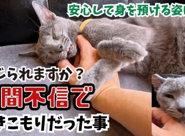 ブリーダー廃業から保護猫ロシアンブルー人間不信だった子がへそ天で甘える姿に涙（保護猫カフェ森のねこ舎）淡路ussian Blue: From Fear to Pure Love and Joy