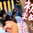 保護した子猫、娘たちと初対面。少しずつ心を開いてくれました。