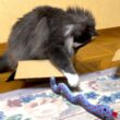 【おちゃめ♡】照れ隠しでヘビさんと遊ぶ、元気な末っ子💕ノルウェージャンフォレストキャットとターキッシュアンゴラ