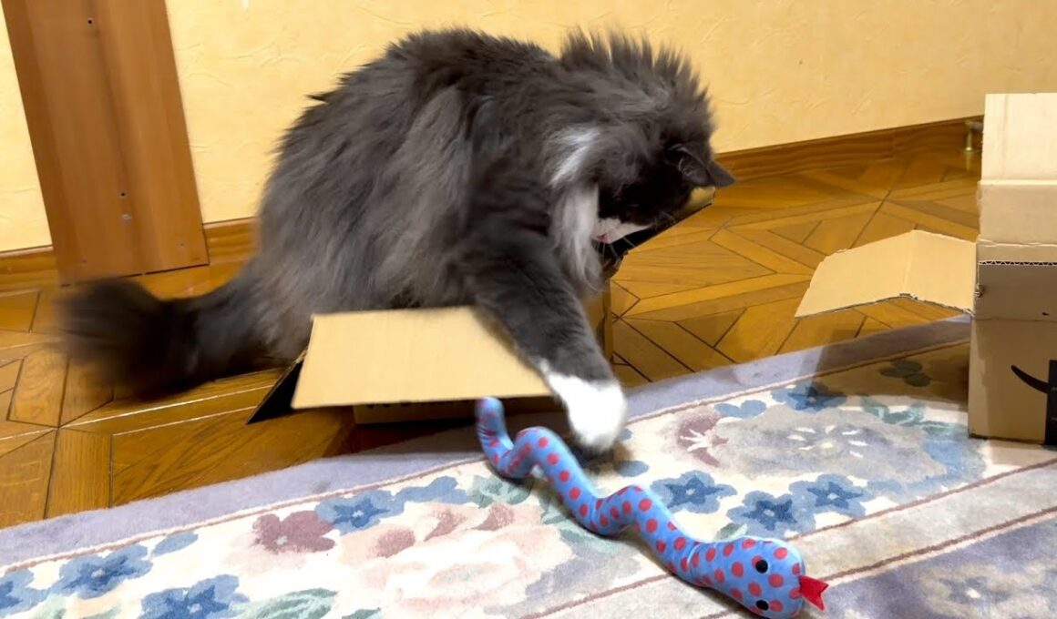 【おちゃめ♡】照れ隠しでヘビさんと遊ぶ、元気な末っ子💕ノルウェージャンフォレストキャットとターキッシュアンゴラ