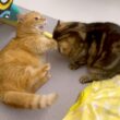 新しい寝床は絶対に譲らない兄猫