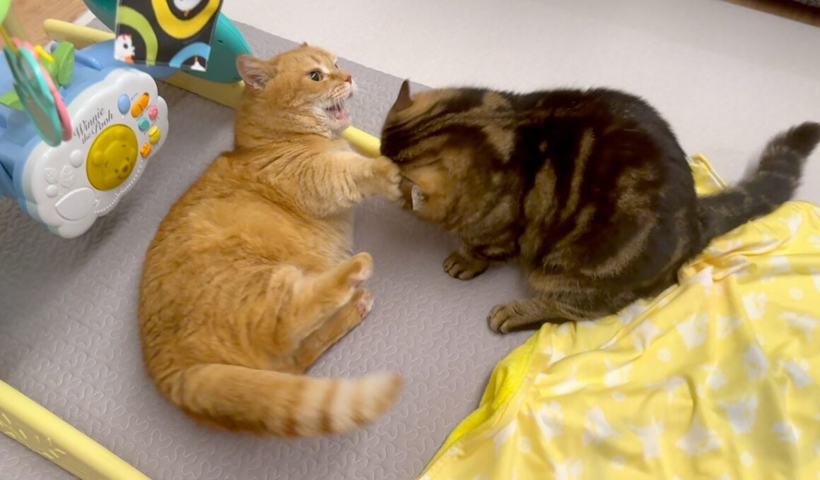 新しい寝床は絶対に譲らない兄猫