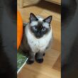シャム猫のふくさん【たぬき猫】 #cat #しゃむねこ #猫のいる生活 暮らし #猫好きさんと繋がりたい #ねこ #cutecat #cat