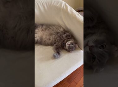 はーい #ねこ動画 #アメリカンカール