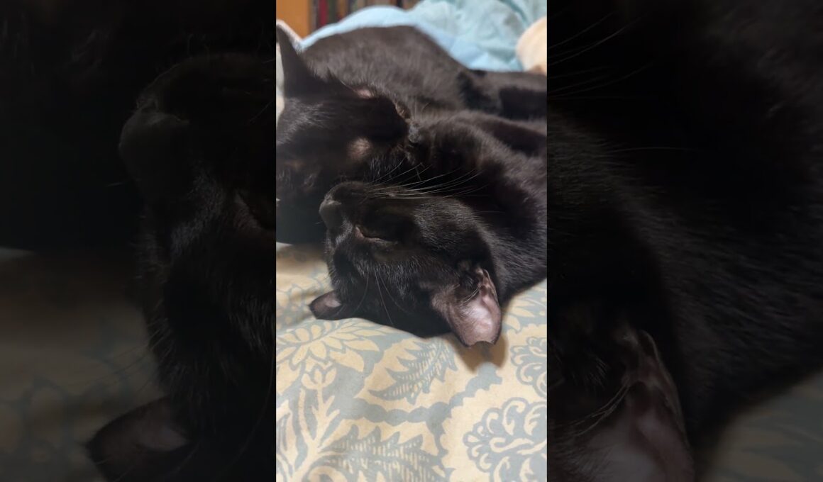 枕の上で眠る黒猫パズル。離れて、シャムが寝る